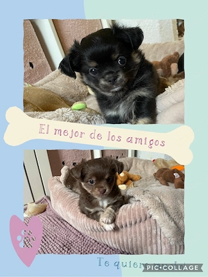 Reinrassige Chihuahua Welpen suchen ihre Familie