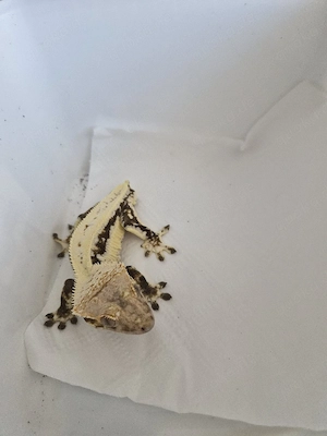 Lilly White Männchen zu verkaufen 