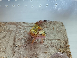 Leopardgecko Nachwuchs zu Verkaufen  Bild 8