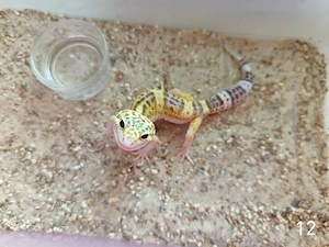 Leopardgecko Nachwuchs zu Verkaufen  Bild 9