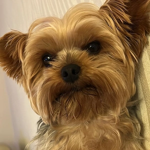 Yorkshire Terrier Welpen
