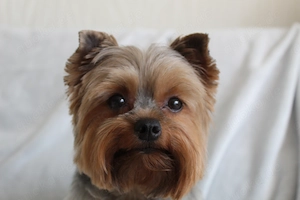 Yorkshire Terrier Welpen