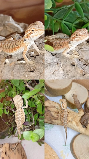 Süße Bartagame-Babys Pogona vitticeps Extreme Red High Red Linie, verschiedene Farben & Zeichnung