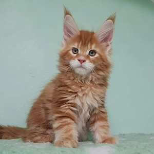 Wunderschöne reinrassige Maine-Coon-Kätzchen