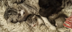 Kleine  Kuschelmonster!