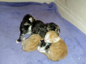 Katzen Babys jetzt Resavieren.