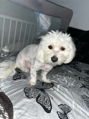 Bichon-Welpe (Rüde) zu verkaufen