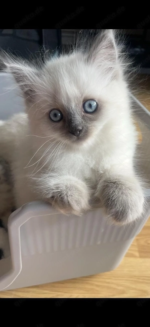 Wunderschöne Birma-Siam-Mix Babys liebevolle Familien gesucht Bild 4