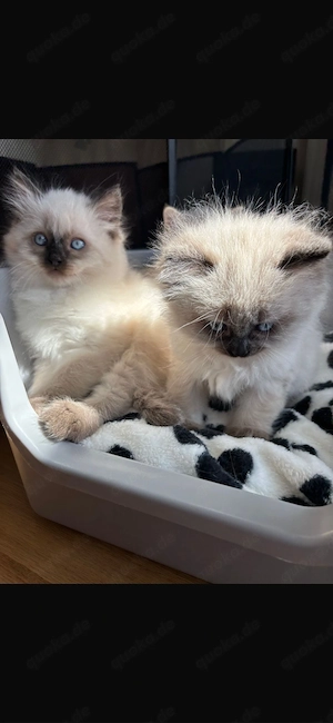 Wunderschöne Birma-Siam-Mix Babys liebevolle Familien gesucht Bild 7