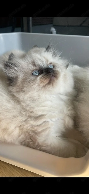 Wunderschöne Birma-Siam-Mix Babys liebevolle Familien gesucht Bild 5