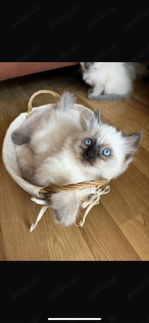 Wunderschöne Birma-Siam-Mix Babys liebevolle Familien gesucht Bild 6