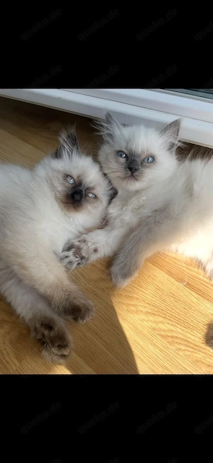 Wunderschöne Birma-Siam-Mix Babys liebevolle Familien gesucht Bild 2