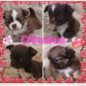Chihuahua Welpen reinrassig 