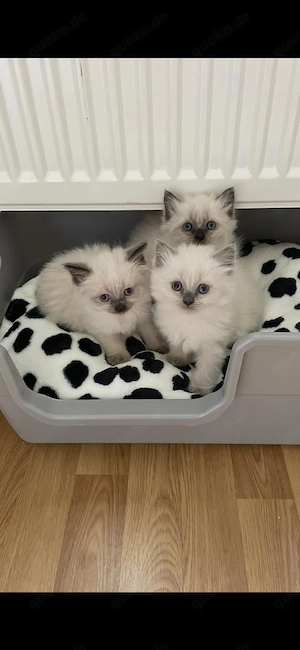 Wunderschöne Birma-Siam-Mix Babys liebevolle Familien gesucht Bild 3