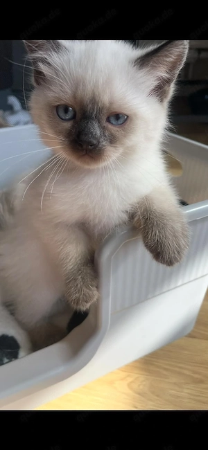 Wunderschöne Birma-Siam-Mix Babys liebevolle Familien gesucht