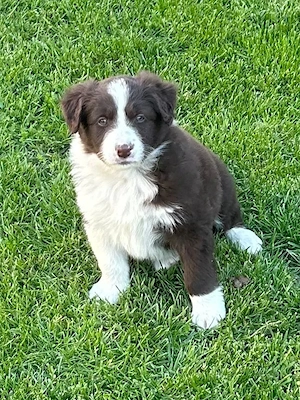 Border Collie Welpe 