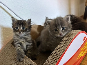 5 Maine Coon Kitten suchen ein liebevolles Zuhause