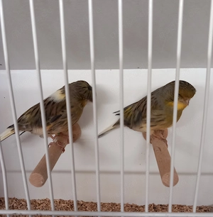 Gloster Kanarienvögel