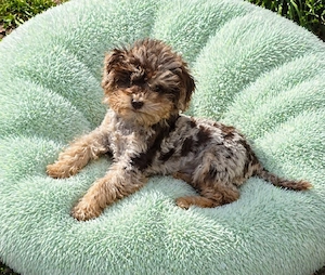 Toy Pudel Bub 13 Wochen 