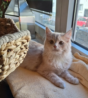 Ragdoll   Main Coon mix 4 Monate incl. Zubehör