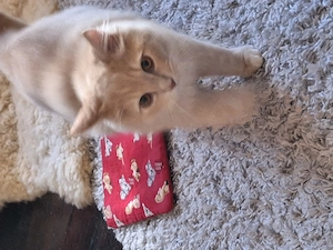 Ragdoll   Main Coon mix 19 Wochen Kater