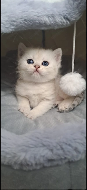 Meine Kitten mit Staummbaum