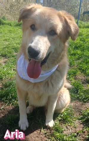 Aria, 12 24 - lebensfroh bis über beide Ohren