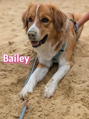 Bailey, 04 24 - Charakterhündin sucht ihre Menschen