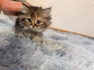 Süße Kätzchen suchen ein liebevolles Zuhause   