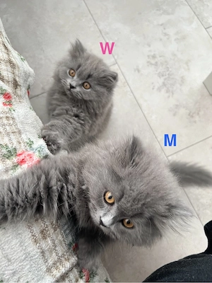 Britische Langhaar Kätzchen