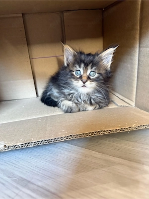 Maine Coon Kitten