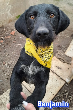 Benjamin, 04 24 - süßer Schnauzer sucht Familie