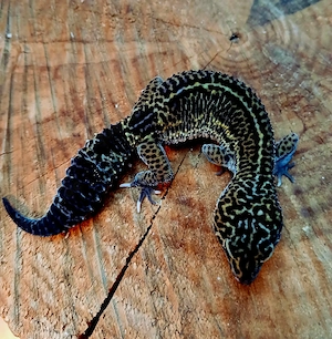 0.1 Black Night het Eclipse Leopardgecko adult Eublepharis macularius 