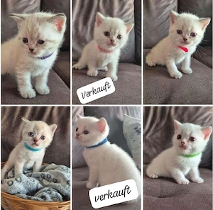 Reinrassige Bkh kitten 