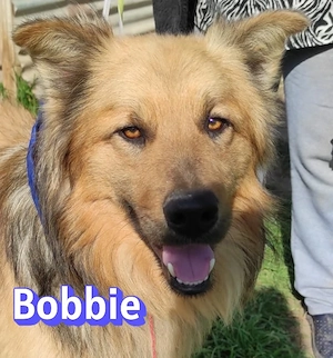 Bobbie, 08 23 - lieber Wuschelkopf sucht Familie