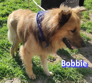 Bobbie, 08 23 - lieber Wuschelkopf sucht Familie Bild 5