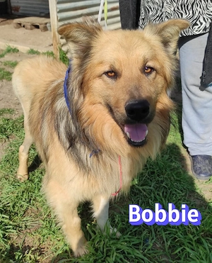 Bobbie, 08 23 - lieber Wuschelkopf sucht Familie Bild 2