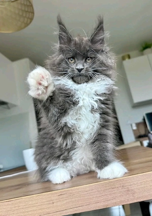   Wunderschöne Maine Coon Kitten suchen ein liebevolles Zuhause  