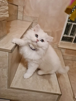 Reinrassiges blh silver shaded point Kätzchen abgabebereit