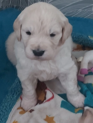 Golden retriever welpen 