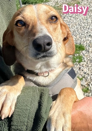 Daisy, 02 24 - treue Hündin sucht ihre Menschen