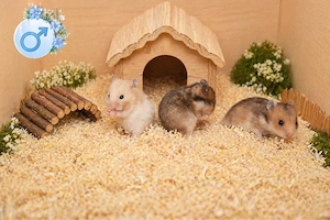 Goldhamster Hamster Baby Bild 4