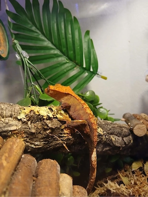 Kronengecko 
