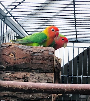 Pfirsichköpfchen, Erdbeerköpfchen, Rußköpfchen gesucht.