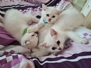 Süße bkh silver shaded point Kätzchen