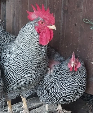 Bruteier Blumenhuhn, große Amrocks, Opal Legbar und Bresse