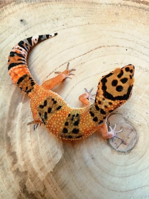 0.1 Green Tangerine Leopardgecko Eublepharis Macularius Nz 25