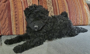 Puli Welpe Frida sucht ein Zuhause 