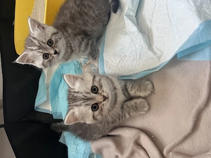 Britisch Kurzhaar kitten 