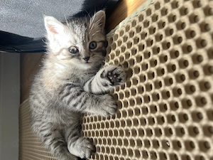 Britisch Kurzhaar kitten  Bild 3